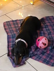 Vaquinha para a cirurgia de urgência da Cacau. 