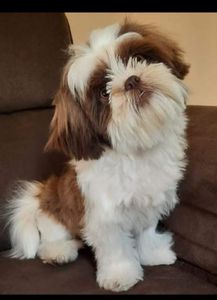  Cirurgia do meu cachorro