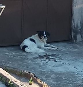 Vaquinha para o Thor 