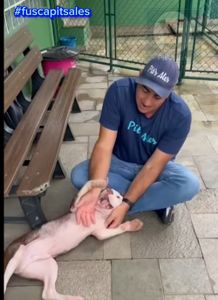 PitsAles precisa de vcs!