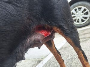 Quitar Custos da Cirurgia da Pretinha