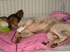 Preciso de ajuda pra salvar o pipoca, ele precisa fazer uma cirurgia urgente, foi diagnosticado com câncer no intestino, qualquer ajuda será bem vinda.😢🙏