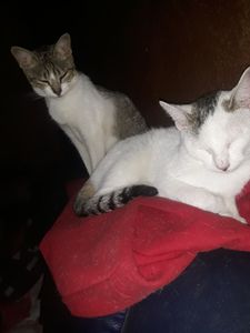 Cortaram minha água 