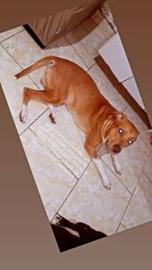 Ajude meu cachorro que ficou agressivo devido a trauma 