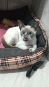 Tratamento do Eddy - Esporotricose