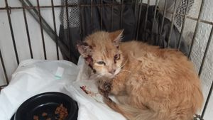 AJUDE O AMARELO CURAR A ESPOROTRICOSE