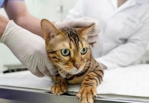 AJUDE OS GATOS DA ENCHENTE