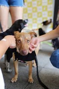 Assinatura LGBT service 