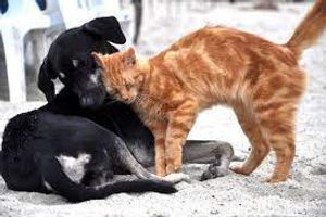 Refúgio para Animais Desamparados 🌟