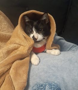 Ajude o Júlio a viver