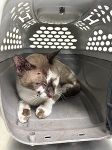 Ajude o gatinho Heitor 