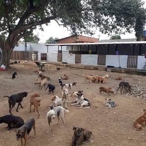 Cães e gatos pedem ajuda ou serão despejados!