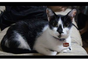 Ajuda pra custear as despesas médicas da Shabyska 