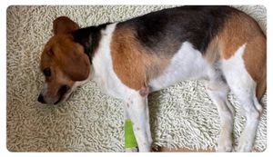 Ajudar o Dumbo a voltar a andar