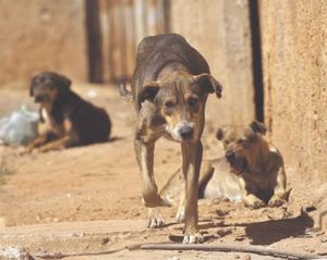 Castração e Vacinação nos bairros da periferia-SBC