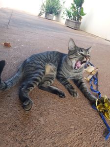 Cirurgia do meu gatinho Levi 