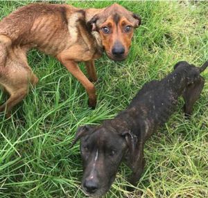 Ajude os amigos de 4 patas 🐾 