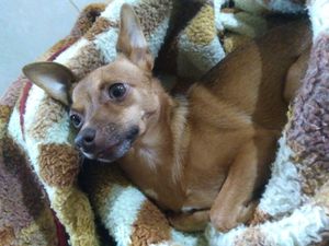 Não vou embora sem meu melhor amigo, meu companheiro, é um filho pra min.