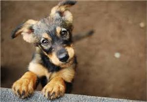 Ajude eu cuidar dos meu bichinho