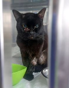 Salve o gatinho Nauru