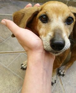 A Pipoca precisa de ajuda