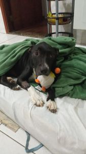 Ajude a Nina a combater o câncer 