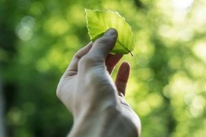 Cultura e meio ambiente