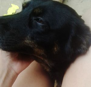 Ajuda para cirurgia piometra 