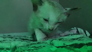 🐱 Ajude-nos a Salvar a Vida da Nossa Gatinha Filhote! 🐾