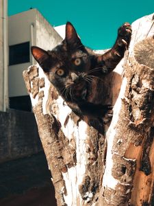 AJUDA PARA O NEGUINHO