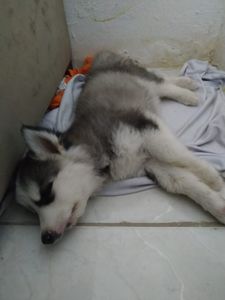 Ajude esta filhote de husky