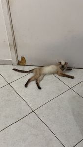 Ajudem a Mel vencer a Leucemia