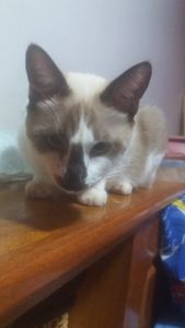 Socorro mundo animal 