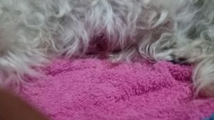 Mel precisa de ajuda 