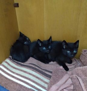 GATINHOS ABANDONADOS EM TERRENO BALDIO