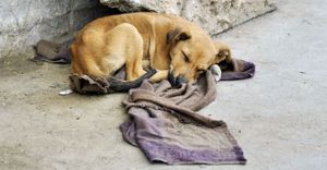 Ajude nossos amiguinhos