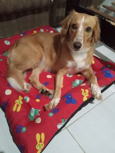 Ajuda para exames neurológicos em Lien