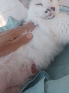 Ajuda para salvar a wich do câncer 