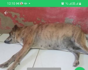 Ajudem na cezaria da Tilzinha 