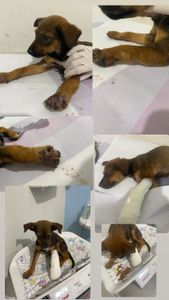 🚨GALERA! Resgatamos um cachorro que foi encontrado na minha rua com a pata esfolada e fraturada devido a um atropelamento e se encontra anemia bem profunda.