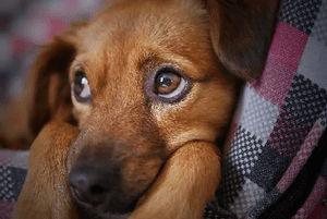 #patas-de-esperança