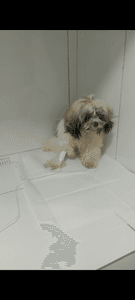 Vamos lá ajudar meu doguinho Kaion 🐶