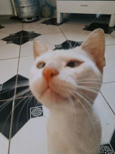 Ajude o Floquinho a voltar a enxergar!!!