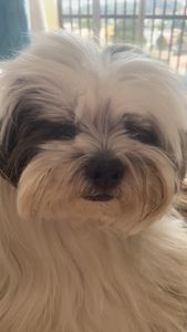 Vamos fazer o bony enxergar novamente 