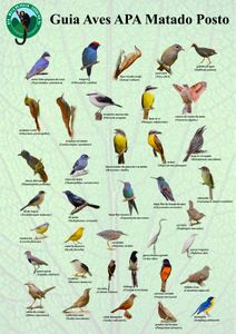 Guia de Aves da Apa da Mata do Posto