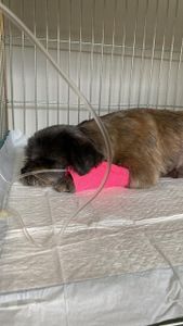 Campanha Solidária: Ajude Liza a se Recuperar Após Ataque de Pastor Alemão 