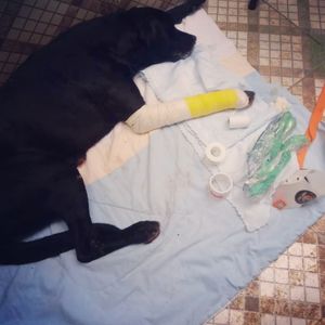 Vaquinha para cirurgia do Bob