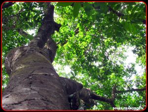 Salve a Mata do Sitio Amescla