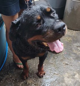 Olá, tudo bem? Estou aqui humildemente para pedir sua ajuda com qualquer valor para arrecadar dinheiro da viagem do meu cachorro