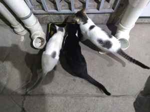 Rações para animais abandonados